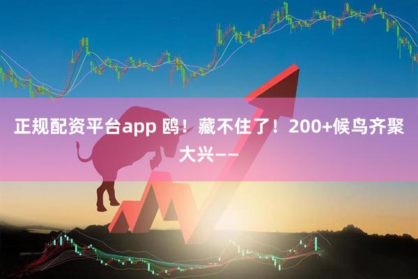 正规配资平台app 鸥！藏不住了！200+候鸟齐聚大兴——